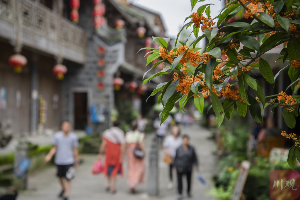 当古镇遇上桂花一场金秋的邂逅在彭州上演