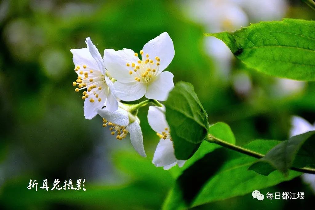 一朵太平花,半部中国史!从故宫回成都的千年奇花开了