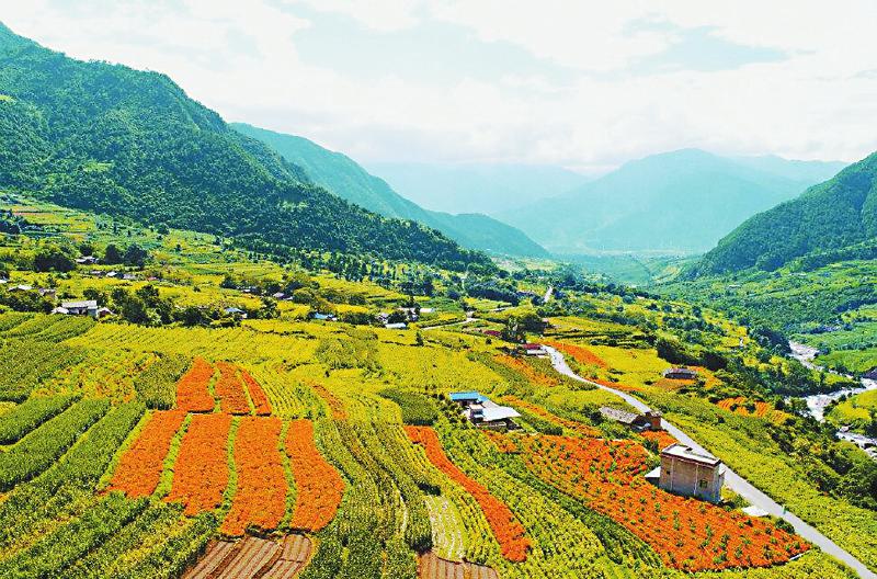 位于德昌县境内的鲜花山谷(图片由凉山州委宣传部提供)