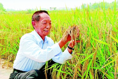 把饭碗牢牢端在自己手里籼型杂交水稻培育背后的粮食安全故事