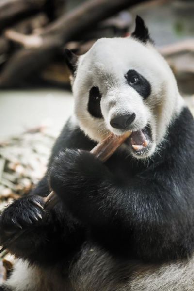 动物园大熊猫《有滋有味》。