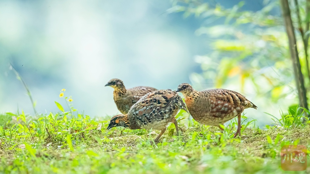 育儿季鸟中大熊猫四川山鹧鸪一家五口同框好温馨
