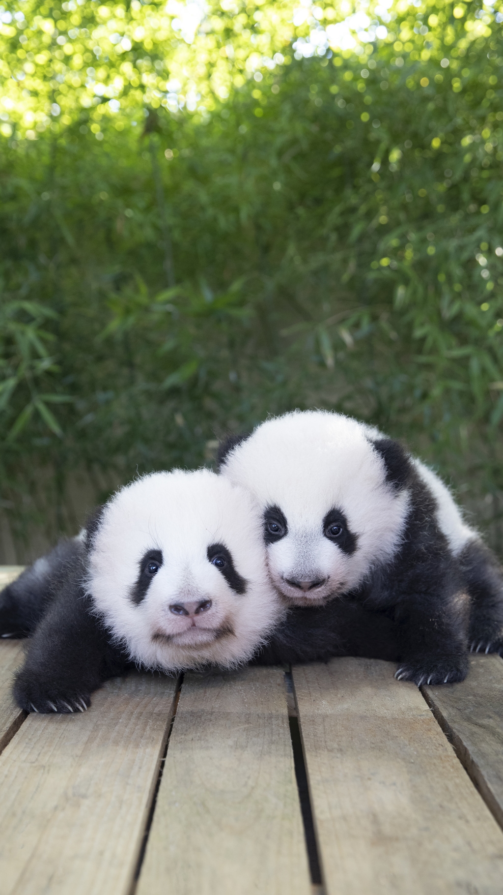 张家齐姆巴佩共同揭晓中国旅法大熊猫幼崽闺名欢黎黎圆嘟嘟