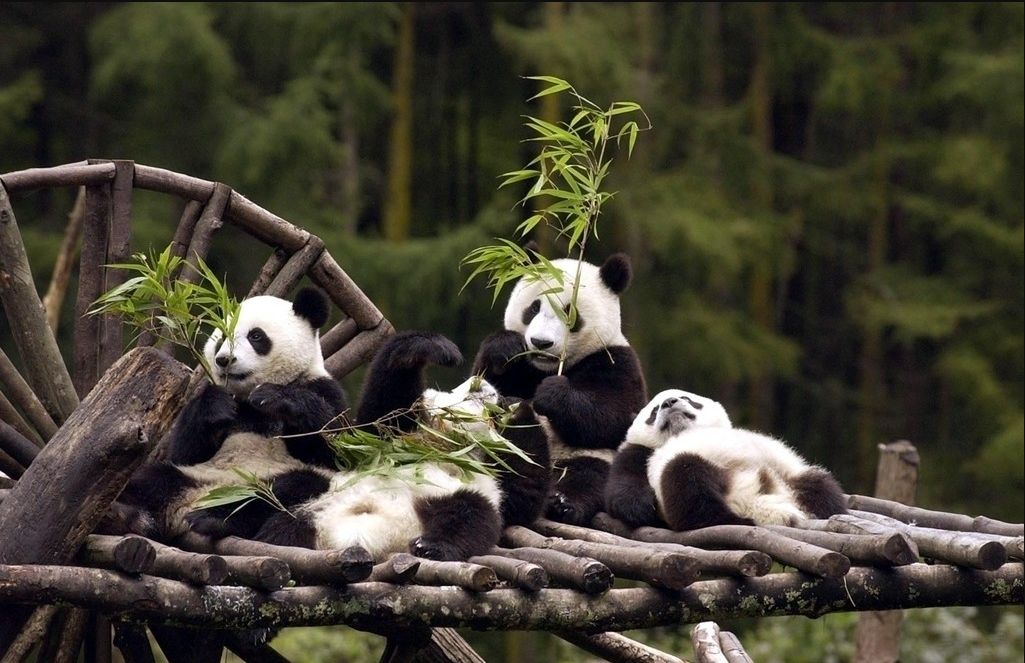 方志四川61大熊猫音频方志四川熊猫篇第11集大熊猫的休闲山庄