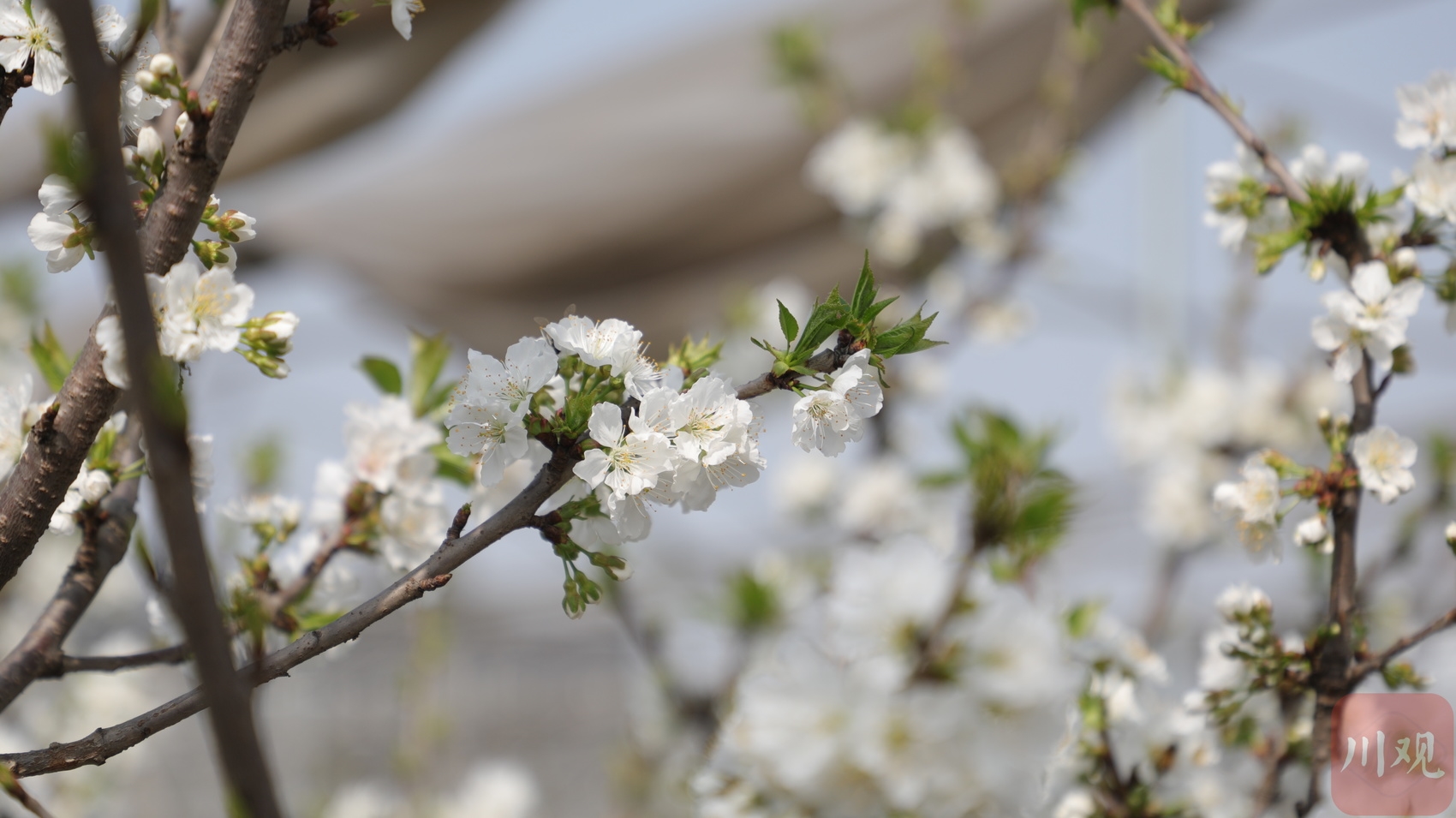 车厘子花什么样子图片