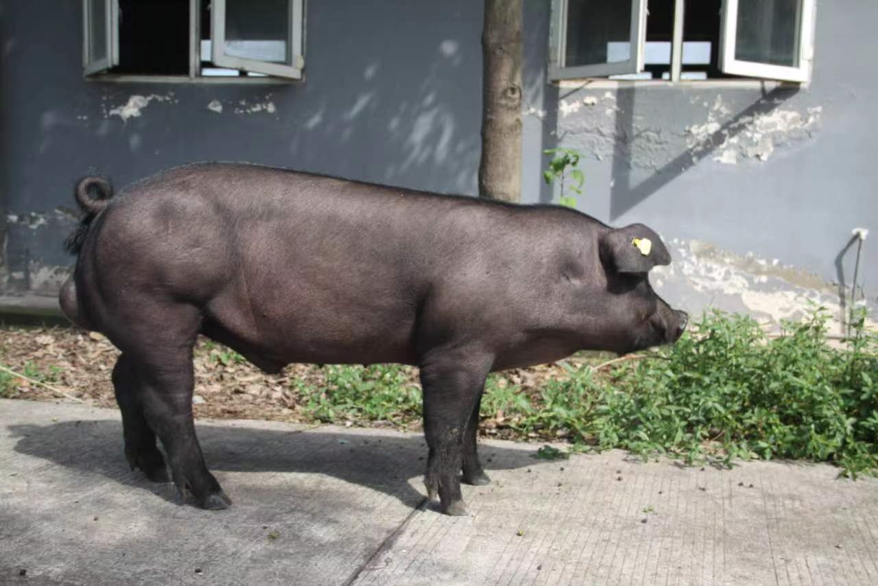 雅南黑猪图片