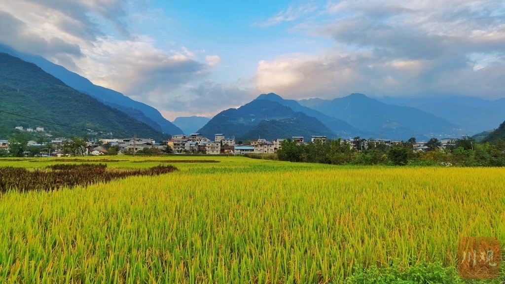 绵阳平武金色稻田扮靓美丽乡村