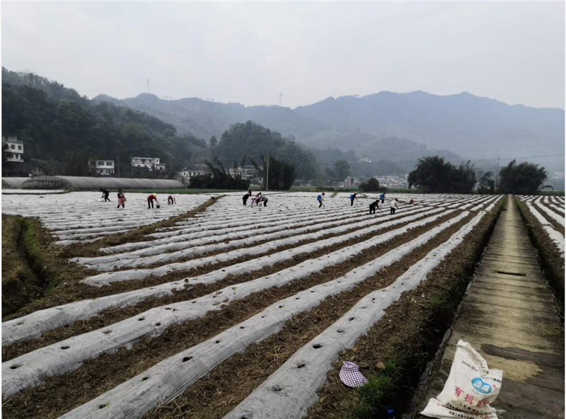 珙县上罗镇国家级烟区产业综合体试点建设成效突出