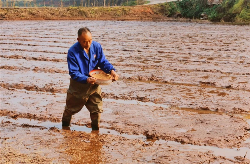 宜宾市叙州区46万亩水稻播种全面铺开