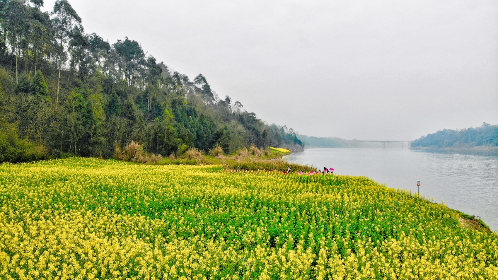 广东省内油菜花景点图片