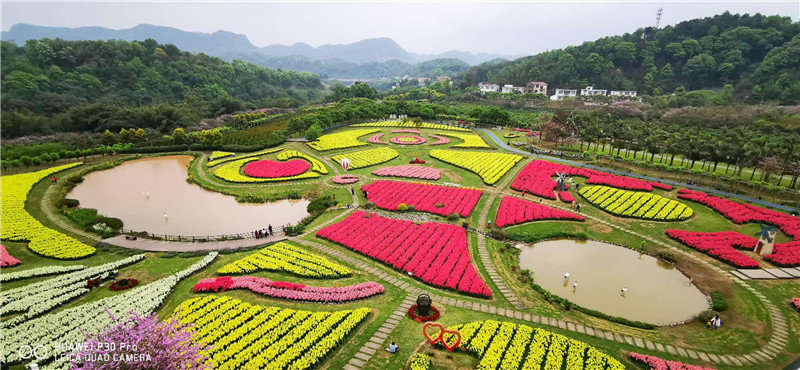 蜀南花海长宁图片