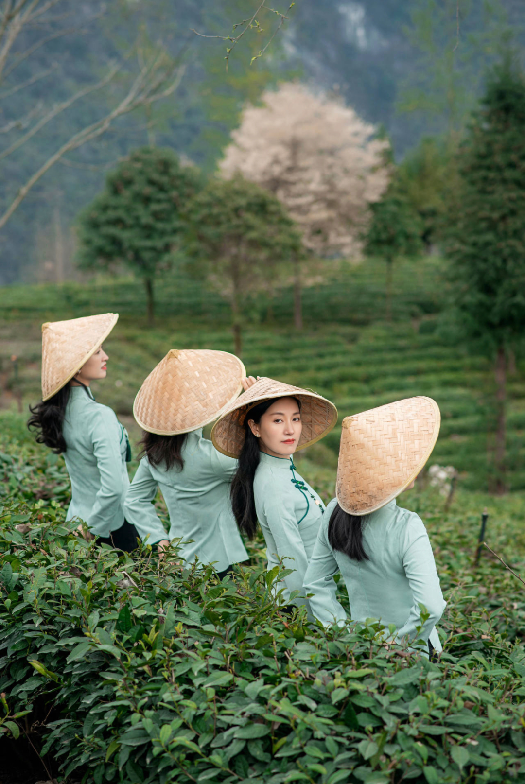 影像北川三月好風光美女邀你採茶品茗