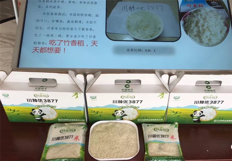 川种优3877竹香稻在兴文县试种成功