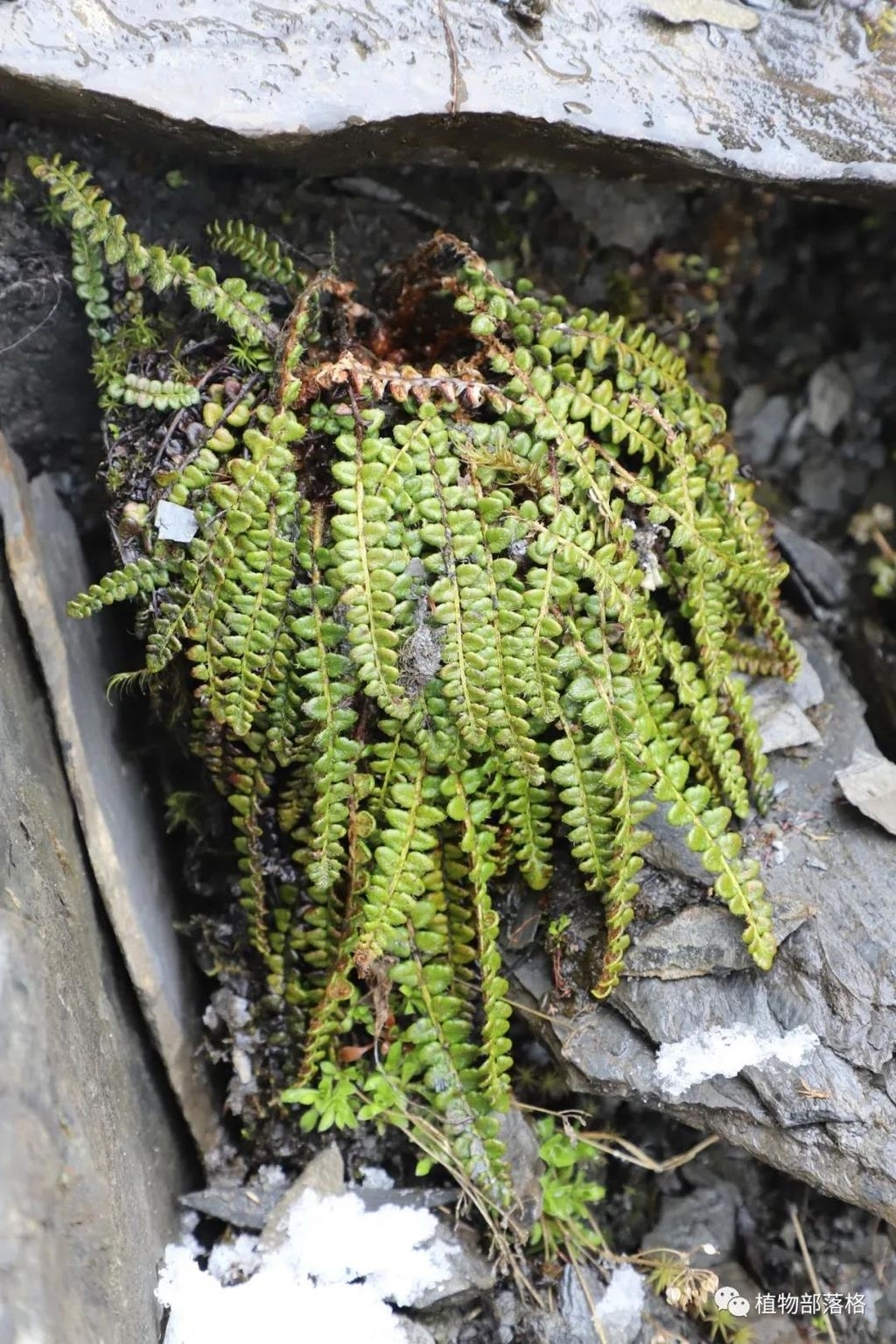 我国最不怕冷的蕨类植物首次现身四川小金县