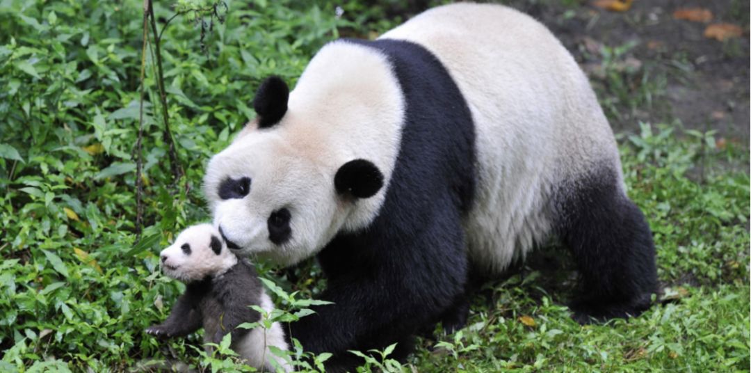 衔着熊猫宝宝散步的熊猫妈妈(杨老丹 摄)