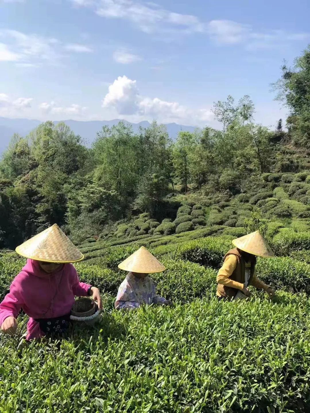 鄉村振興雅安市雨城區碧峰峽鎮茶旅融合繪就鄉村振興新篇章