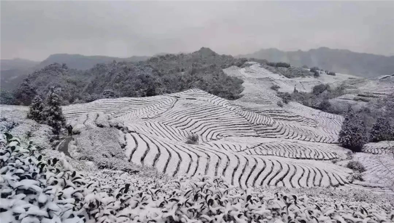 宜宾天宫山下雪图片