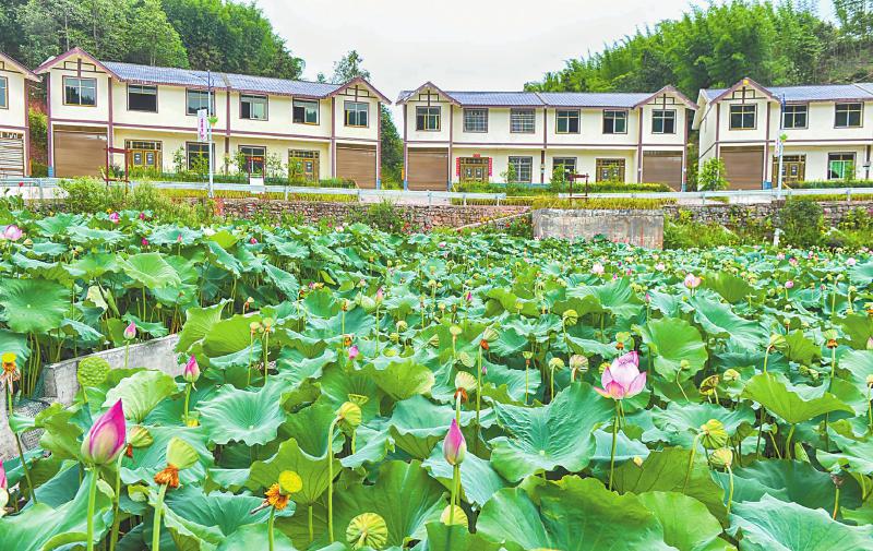 2017年8月16日,興文縣蓮花鎮高義村蓮花盛開.