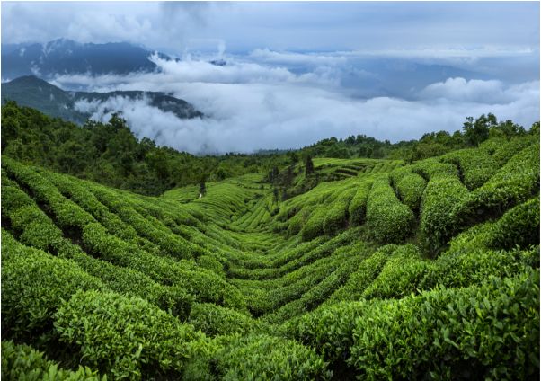 方志四川61地理标志产品峨眉山竹叶青茶