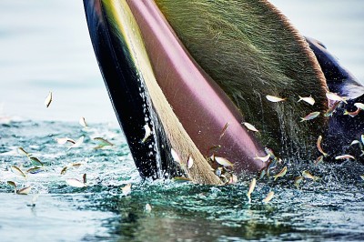 涠洲岛：布氏鲸的洄游之地