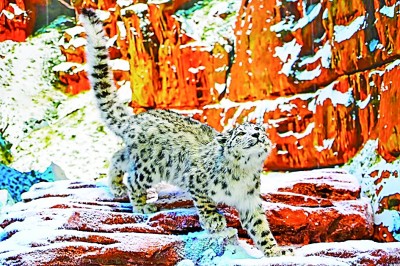 【奋进新时代·展品背后的故事】在高山之巅寻找“雪山之王” 【奋进新时代·展品背后的故事】在高山之巅寻找“雪山之王”