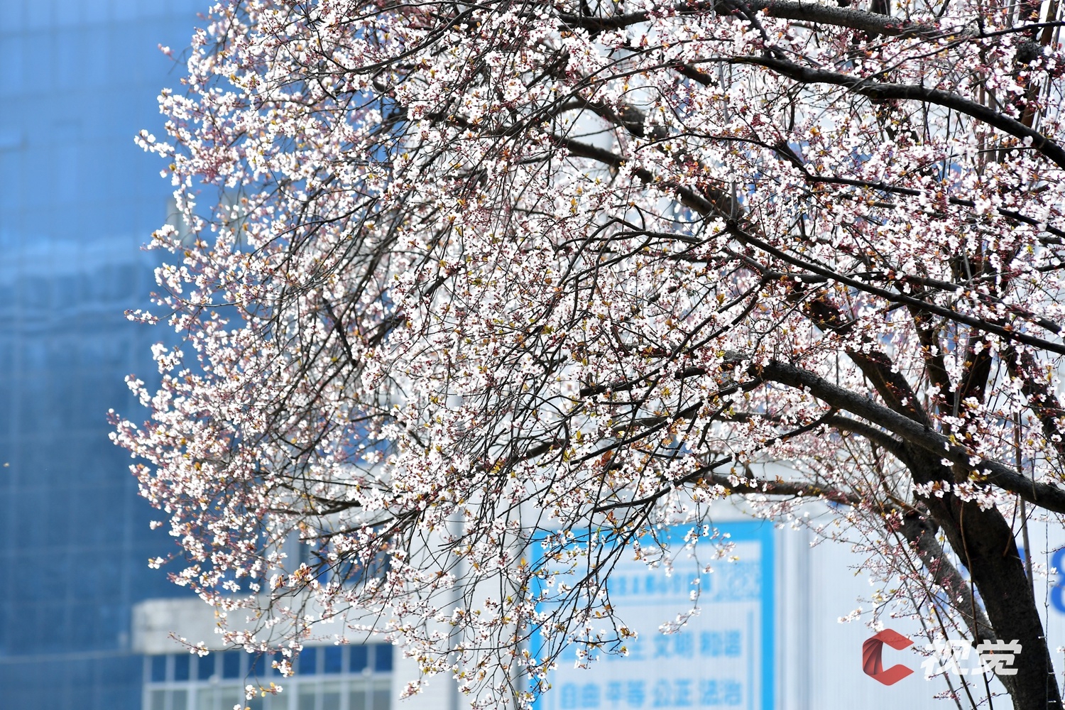 c视觉︱红叶李花开似雪 打卡春日限定浪漫