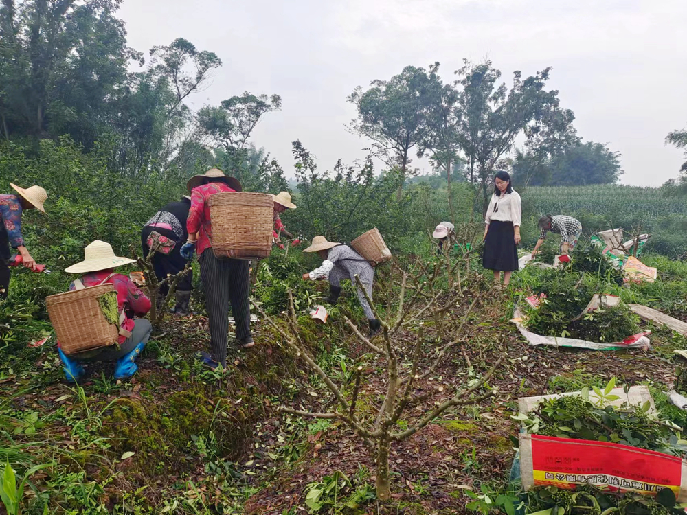 王红（右二）在泸县得胜镇上顶山村村民钟富贵花椒种植基地采摘用工现场