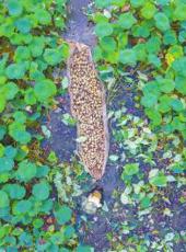  20240707四川日报图片