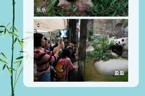 【美丽四川】一图读懂 | 川港“熊猫情缘”27年