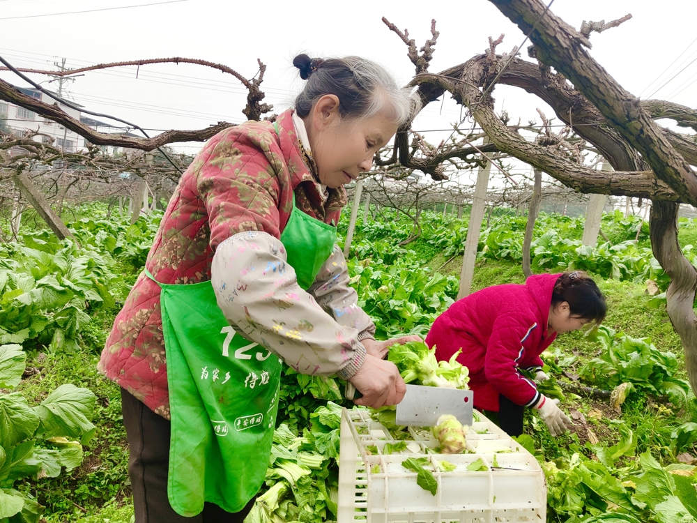 泸县得胜镇罐顶山村零散劳动力在紫桂缘家庭农场砍儿菜