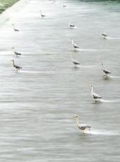  20250316四川日报图片