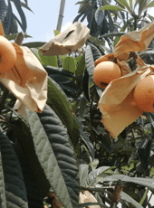 【特产】国家地理标志产品：新桥枇杷 