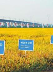  20250609四川日报图片