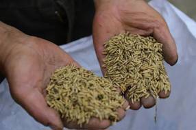 【特产】绵竹 “五色大米”：自然农法孕育的特色水稻 