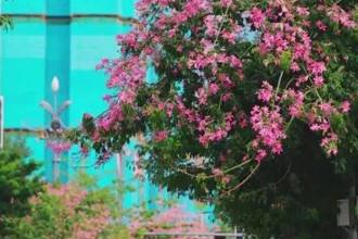 【美丽四川】川兴大道异木棉‖陈林 