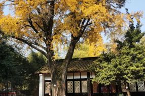 【美丽四川】一年一度朋友圈银杏比美时刻又来了！