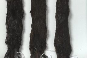 【美丽四川】四川发现新物种马边鼬