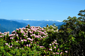 【巴蜀英烈】松柏常青 英魂永存——泽欧烈士一家事迹记 