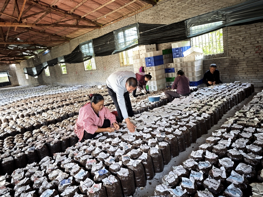 泸县返乡创业指导员李云川（左二，四川省乡村致富带头人、四川省返乡入乡创业明星）在自己创办的泸州菌林农业科技有限公司免费培训初创者接种食用菌