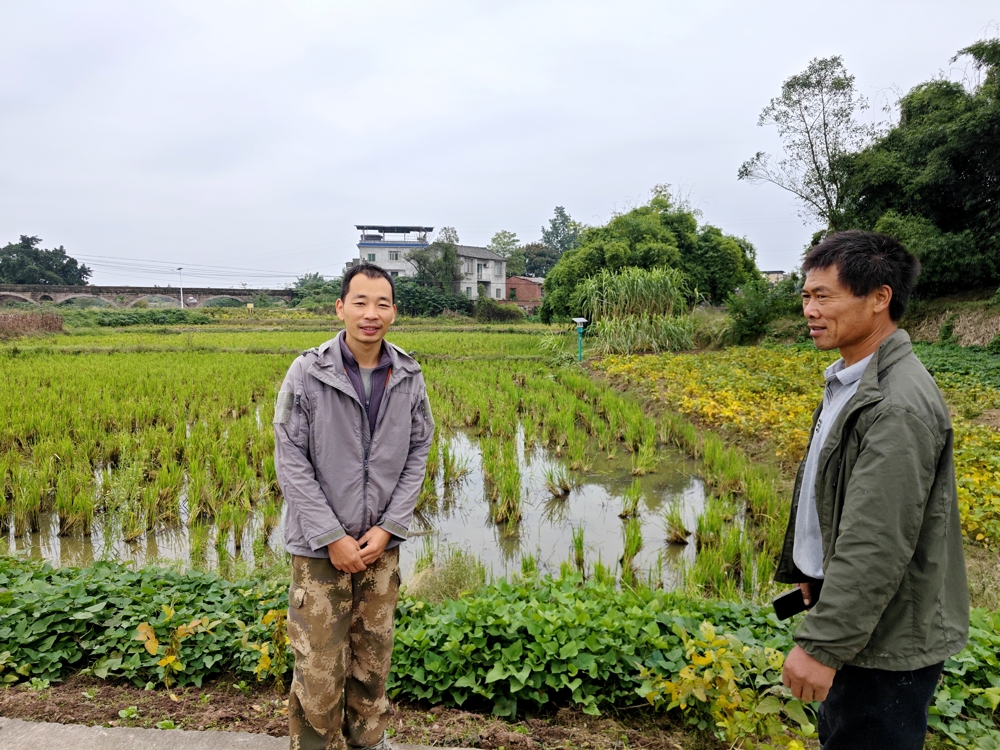 泸县返乡创业指导员刘道国（右一）在泸县方洞镇田间地头指导“双稻双虾”初创者
