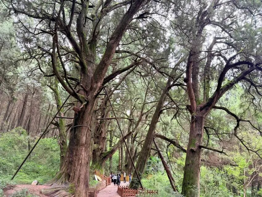 翠云廊景区。实习生张悦摄