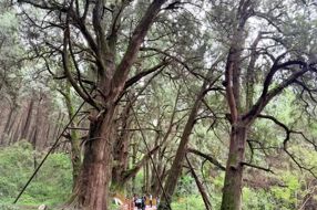 【美丽四川】百里嘉陵一画屏 翠云廊里生态情‖刘海天