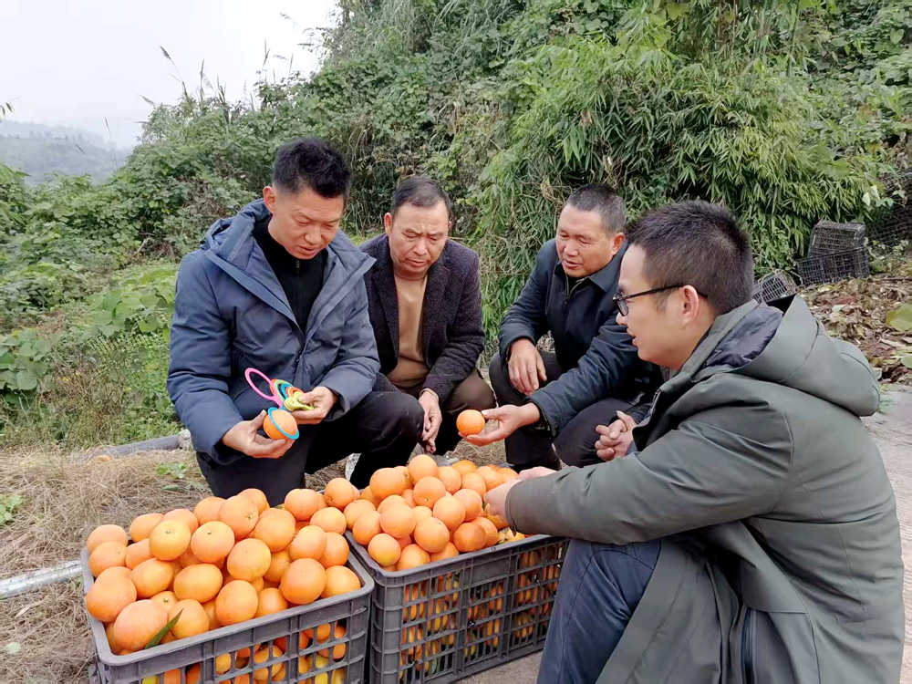 泸县返乡创业指导员朱上友（左一）在泸县太伏镇指导柑橘种植初创者如何选果