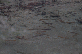 【乡村振兴】当冷水鱼遇上温泉 这里把农旅融合“玩”出新花样 