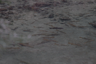 【乡村振兴】当冷水鱼遇上温泉 这里把农旅融合“玩”出新花样 