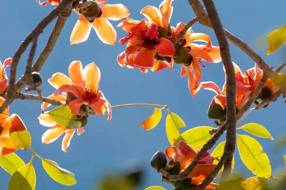 【美丽四川】品味舌尖上的花韵‖罗辉 