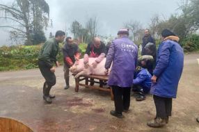 【民俗】腊月里来杀年猪‖何东明