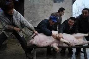 【民俗】西昌冬腊月的专属浪漫，是杀猪请客的烟火与温情‖难忆忆 