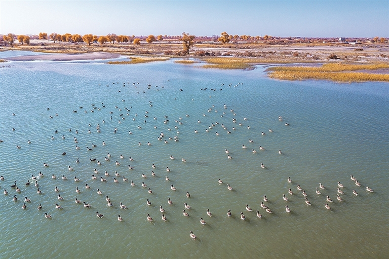 胡杨之歌 胡杨之歌