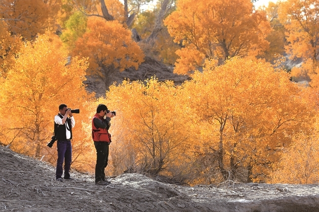 胡杨之歌 胡杨之歌
